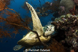 from sipadan by Mehmet Öztabak 